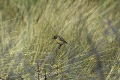 wie weet de naam van deze vogel?