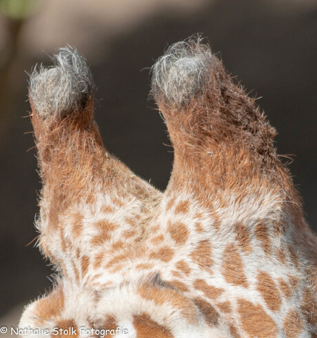 Giraffe hoorns