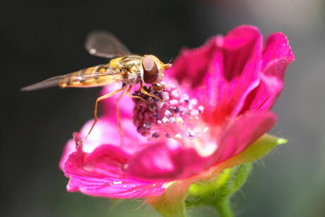 Lekker smikkelen en smullen