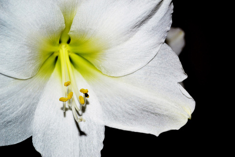 Amaryllis