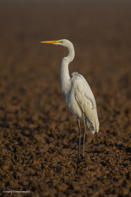 De Zilverreiger in de klei