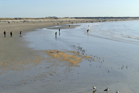 Vogels en mensen op het strand van IJmuiden