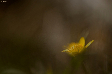 Force from within - Bedankt voor de reacties op de zon die altijd schijnt.
Hier lijkt ie toch alweer afwezig, of toch niet.

Bij het maken van deze foto ben ik trouwe - foto door jaylow op 08-04-2016 - deze foto bevat: bruin, geel, bokeh