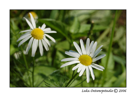 Just two flowers...