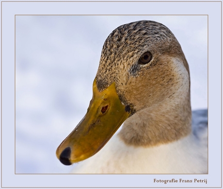 Winter Duck.. ...