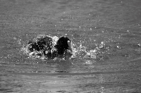 Meerkoet (Fulica atra) in bad