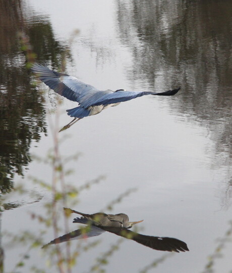 Reiger en zijn spiegelbeeld