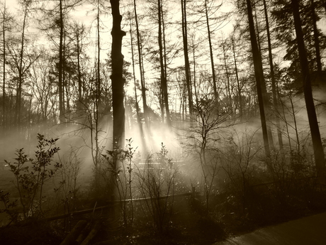 Mist in de dierentuin