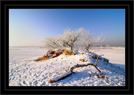 de pracht van de winter