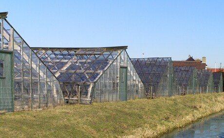 Westlandse druiven kassen in Monster