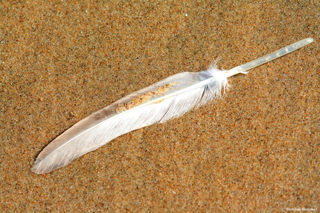 Verloren op het strand.