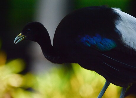 White-winged Trumpeter (Psophia leucoptera)