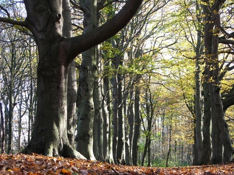 Kale bomen