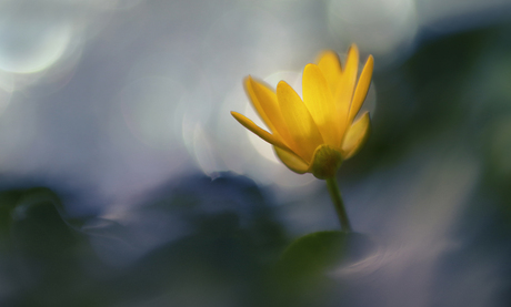 Lesser celandine