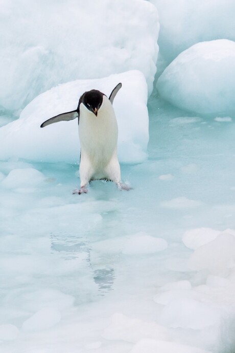 Adelie pinguin - Antarctica