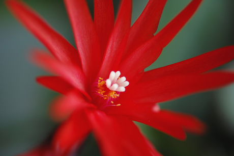 Bloem kerstcactus