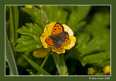 Vlinder op bloem.