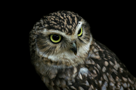 Burrowing Owl Konijnenuil