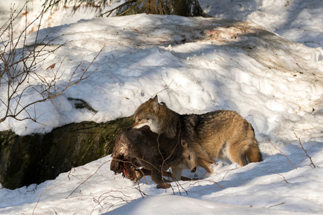 Wolf met Hert