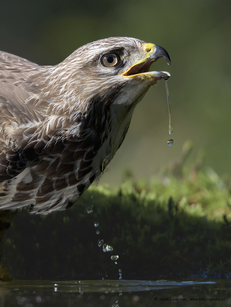 Buizerd nr. 3