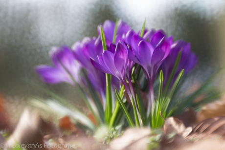 Krokusjes met een lensbaby