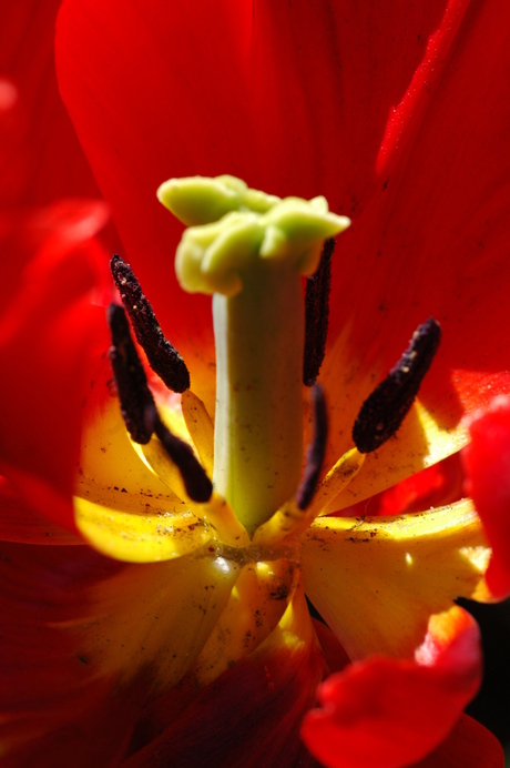 De zon gevangen in een tulp