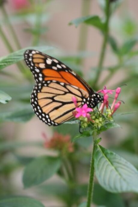 Vlinder in vlindertuin