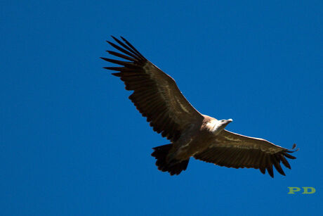IMG_5869_1 - WM