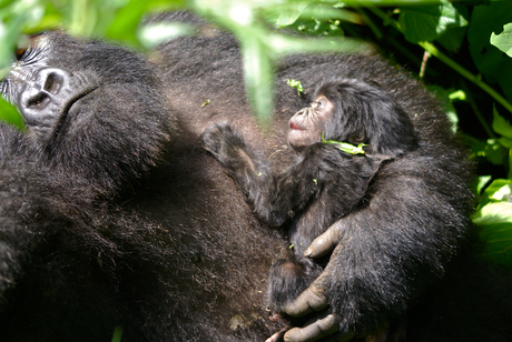 Baby Gorilla Rwanda