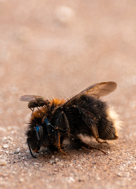 hommel en vlieg