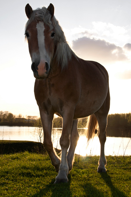 Paard in Loo