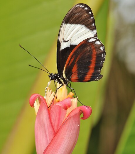 Heliconius Melpomene