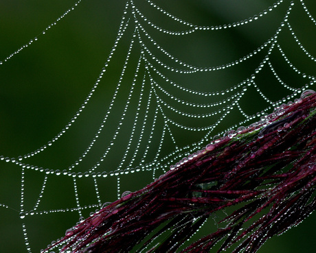 parels der natuur