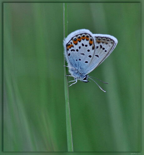 Heideblauwtje ♂