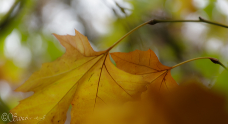 bladeren herfst