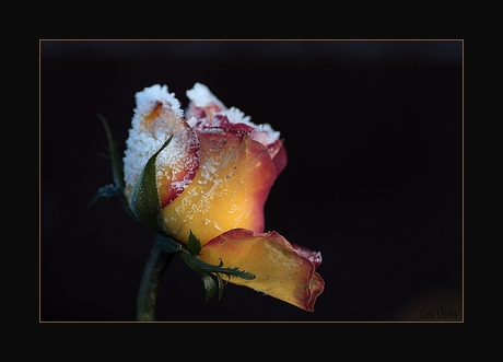 Lonely Rose*