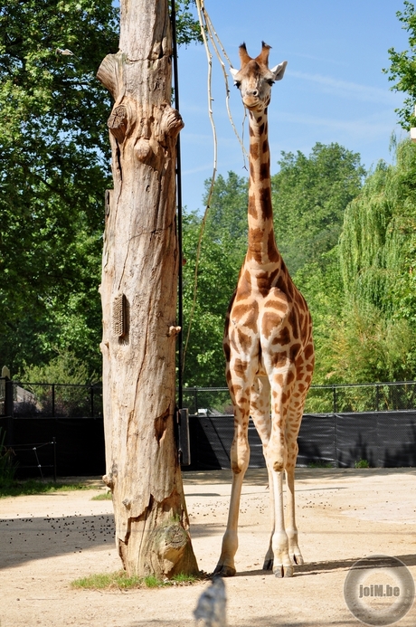 Giraf, de Zoo