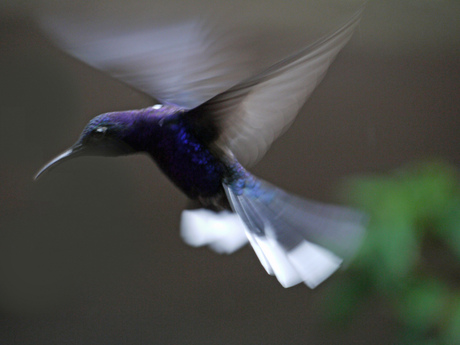Kolibrie, Costa Rica