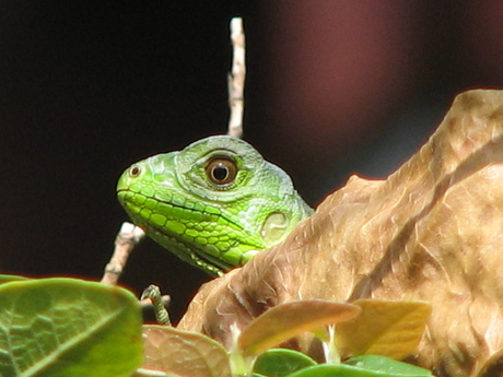 Jeugdige nieuwsgierigheid