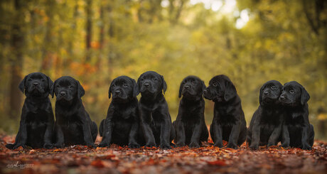 Labrador pups