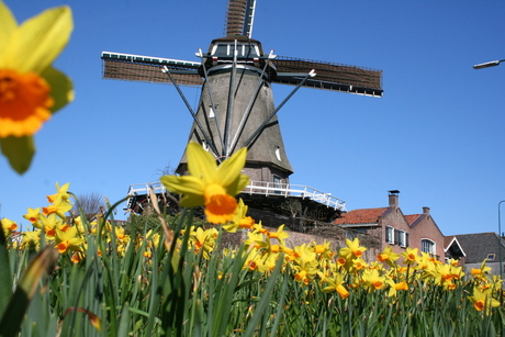 Molen ♥