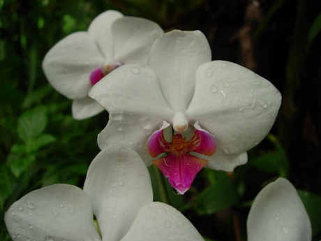 Orchidee