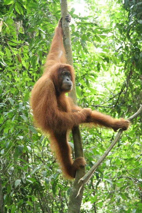 Orang oetan2