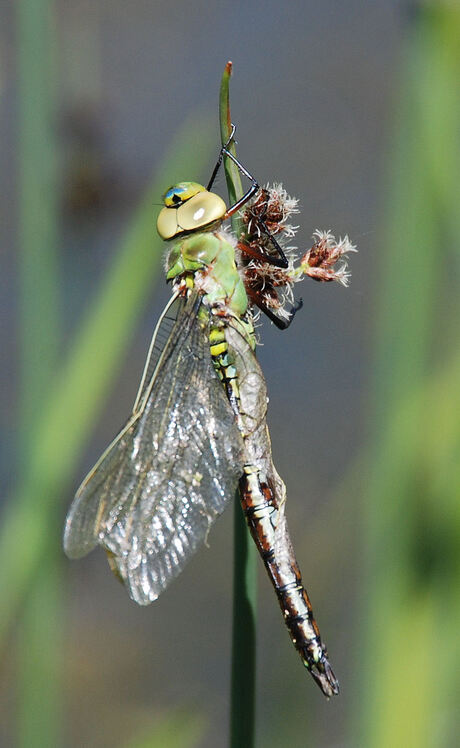 Geboorte van een Libelle