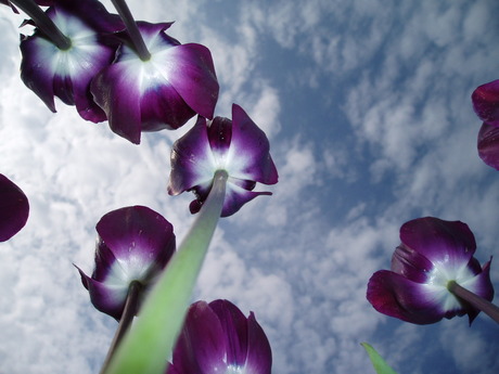 Tulpen onder een hollandse lucht.