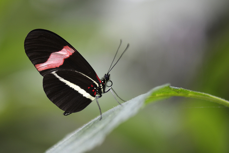 Vlinder. Heliconius Erato.