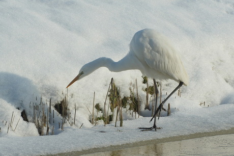 Zilverreiger op zoek naar......