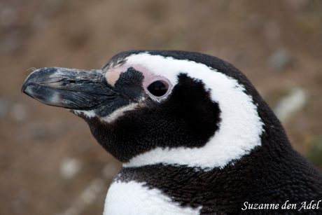 Magallanes pinguin, Chili