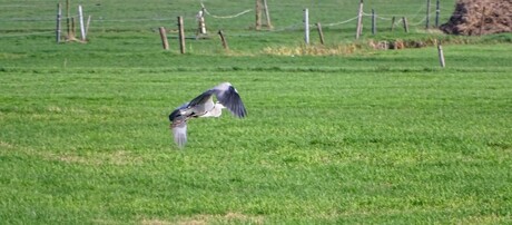 Reiger