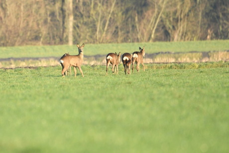 Honderdmorgensedijk